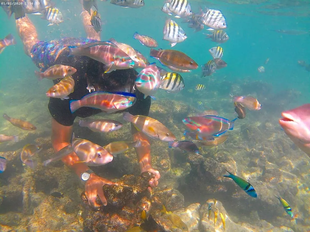 Tour Mágico por Lancha: Mambo, Snorkel y Manglar: fotografía real 2