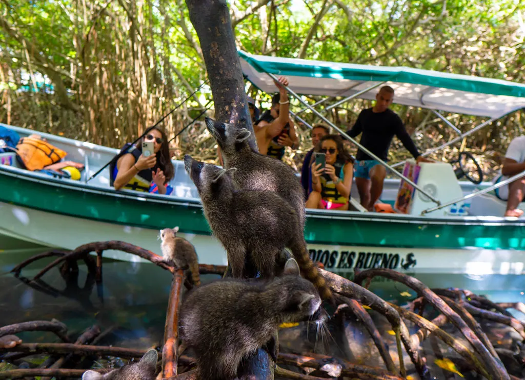 Tour Mágico por Tierra: Mambo, Snorkel y Manglar: fotografía real 2