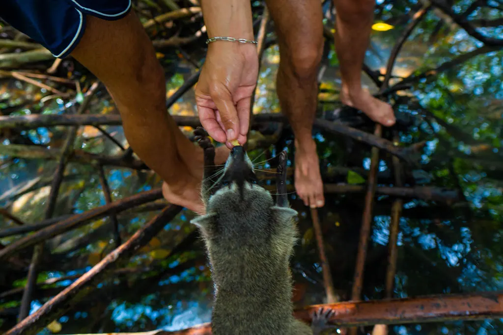 Tour Mágico por Tierra: Mambo, Snorkel y Manglar: fotografía real 4