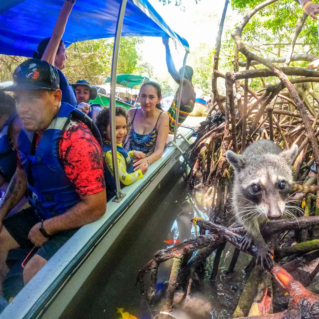 Tour Mágico por Tierra: Mambo, Snorkel y Manglar: fotografía real 10