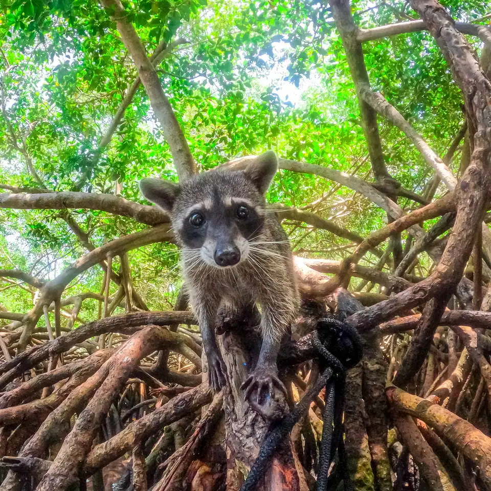 Tour Mágico por Tierra: Mambo, Snorkel y Manglar: fotografía real 12