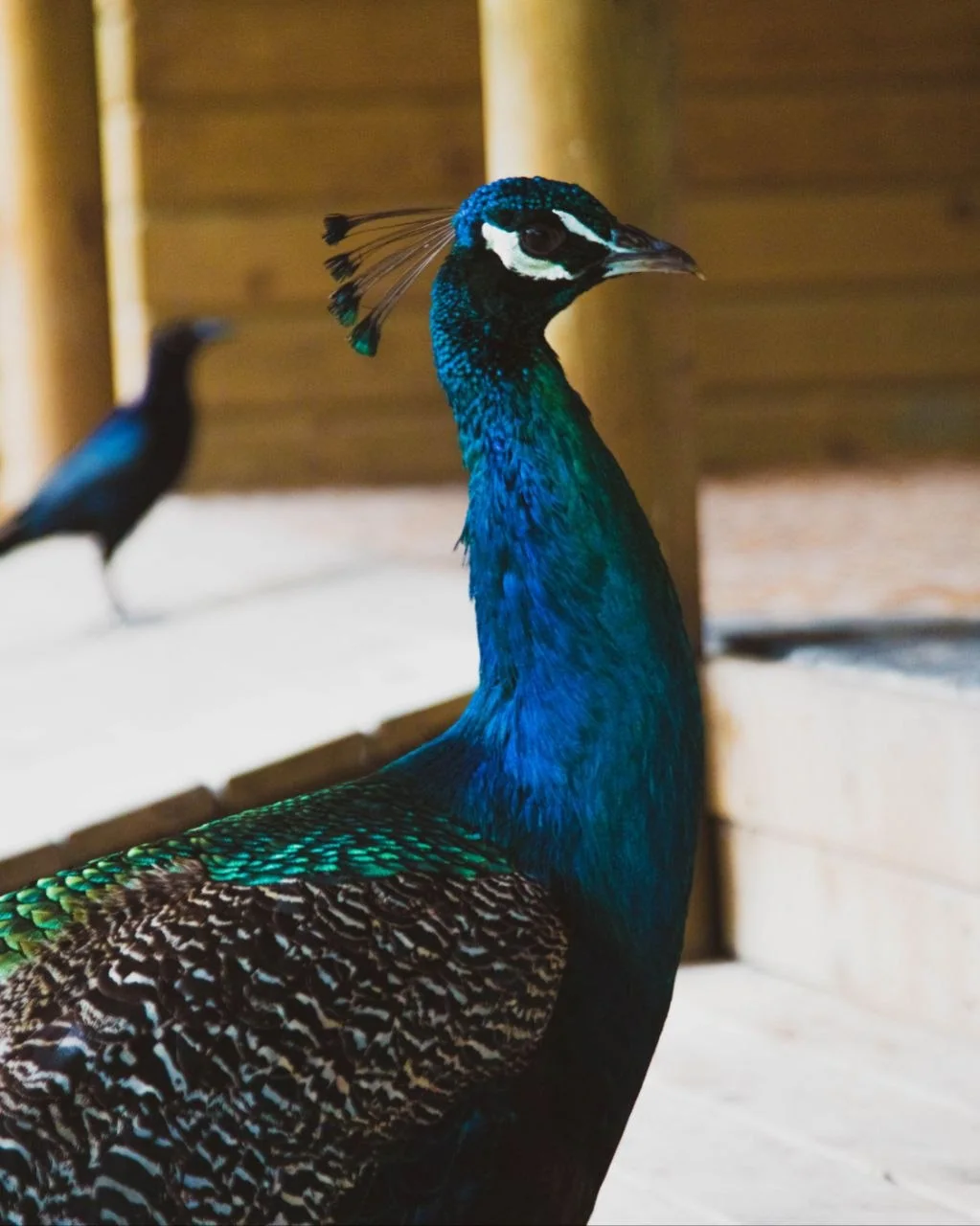 Pavo real en el entorno natural de Corona Island