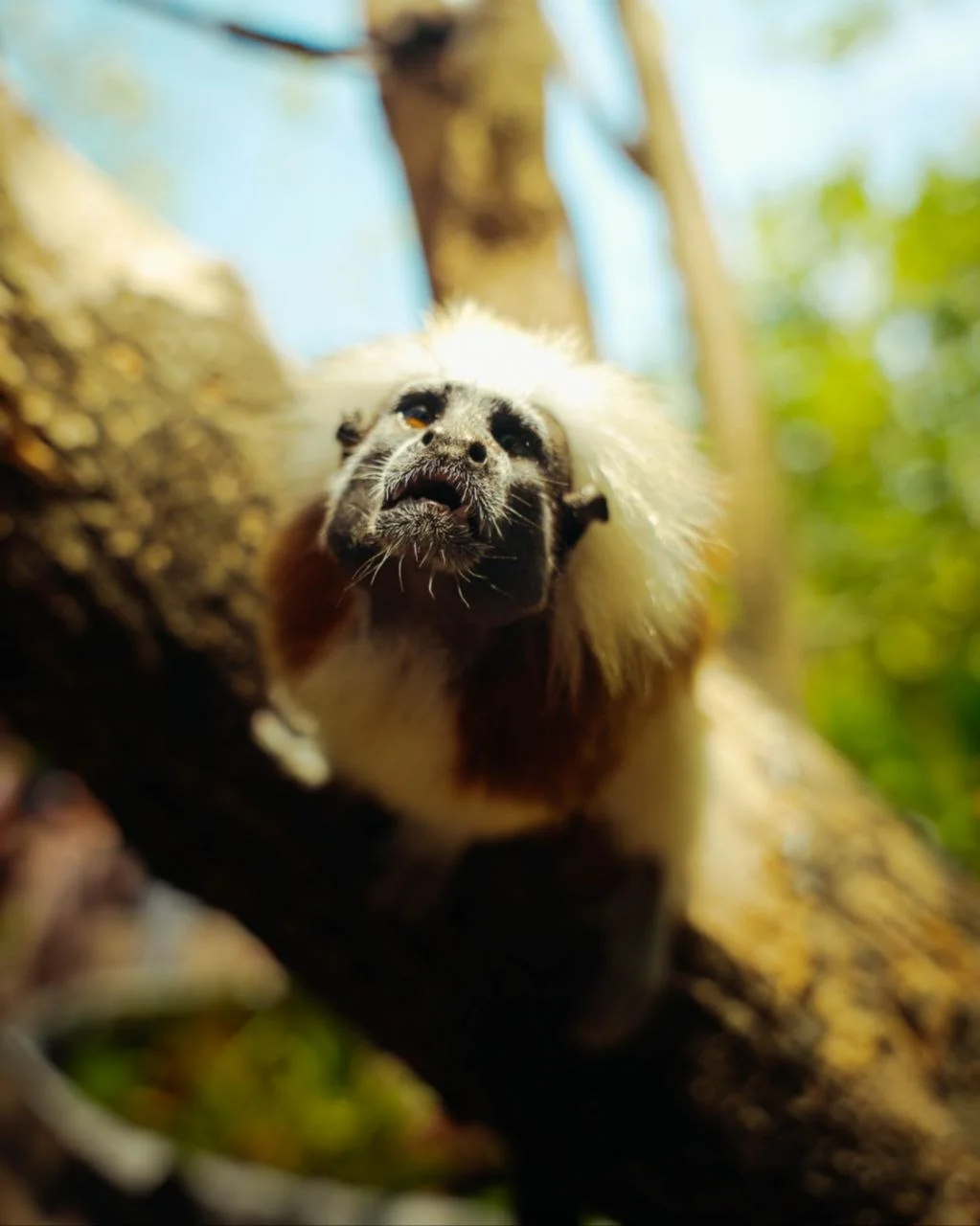 Tití cabeciblanco en la zona natural de Corona Island