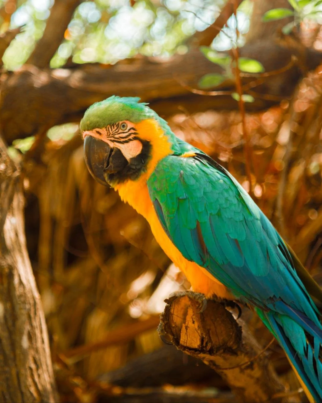 Guacamaya de colores en Corona Island