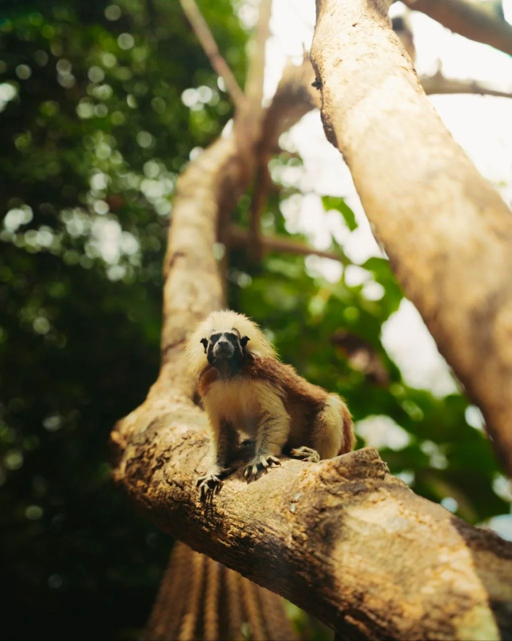 Tití cabeciblanco sobre un árbol de la isla